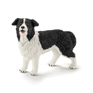 Border collie 16840