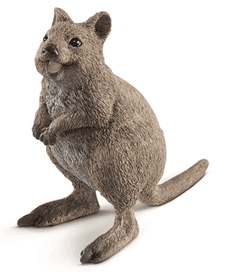 Quokka 14823