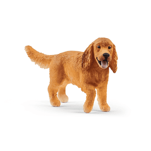 Englischer Cocker Spaniel 13896