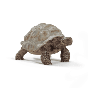 Tartaruga gigante 14824