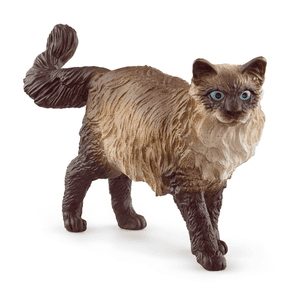 Ragdoll Cat, 13940