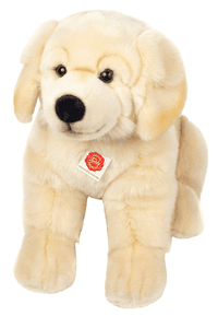 Golden Retriever sentado, 50 cm