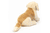 HERMANN TEDDY - Golden Retriever 30 cm, seduto