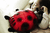 cloud-b Twilight Ladybug - Coccinella Classic red