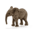 Afrikaanse olifant kalf 14763