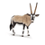 Oryxantilope 14759