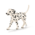 Dalmatier Reu 16838