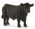 Black Angus Stier 13879