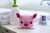 SoapPals - Pig