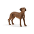 Rhodesian Ridgeback 13895