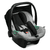 Tulip Graphite Grey 2020