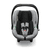 Tulip Graphite Grey 2020