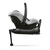 Tulip Graphite Grey 2020