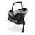 Tulip Graphite Grey 2020