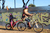 Remorque de vélo enfant Tandem Copilot White