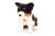 Tri- Color Border Collie sentado a 30 cm