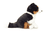 Tri- Color Border Collie sentado a 30 cm