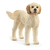 Goldendoodle, 13939