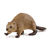 Beaver, 14855