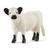 Galloway mucca 13960