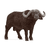 Cape buffalo 14872