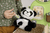 -Tierarzt Klinik mit Panda