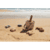 juego de playa Gilma Sea creature / sandy