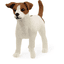 Schleich Jack Russell Terrier 13916