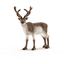 Schleich Reno 14837